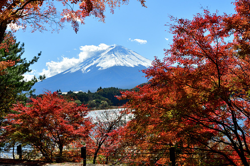 The photo was taken at Lake Kawaguchi. one of the Fuji Five Lakes of Yamanashi Prefecture, which are famous for its beautiful autumn leaf color surrounding Mt Fuji in November. The area is a part of Fuji-Hakone-Izu National Park. Mt Fuji is designated as UNESCO World Heritage Site.