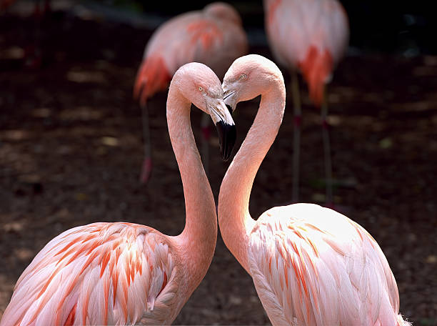 Frontview of Flamingo on white background. Flamingo's body and feathers out of focus. 