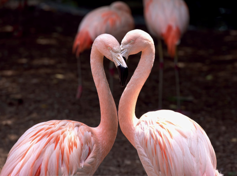 Two beautiful flamingos forming the shape of a heart.