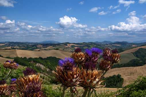 view of flowering thistle against hills and cloudy sky