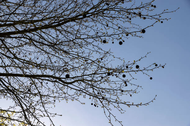 sycamore tree against the blue sky in the spring season, sycamore tree in the spring park