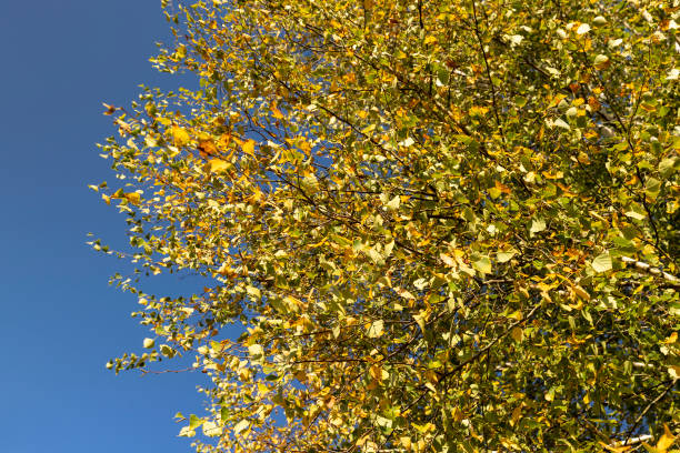 istock Birch forest with trees with yellow and green foliage 1812902412