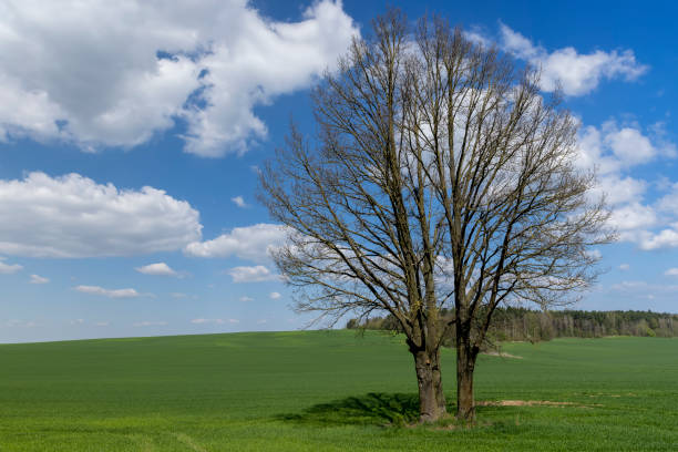 istock old tall maple in early spring without green foliage 1812903028