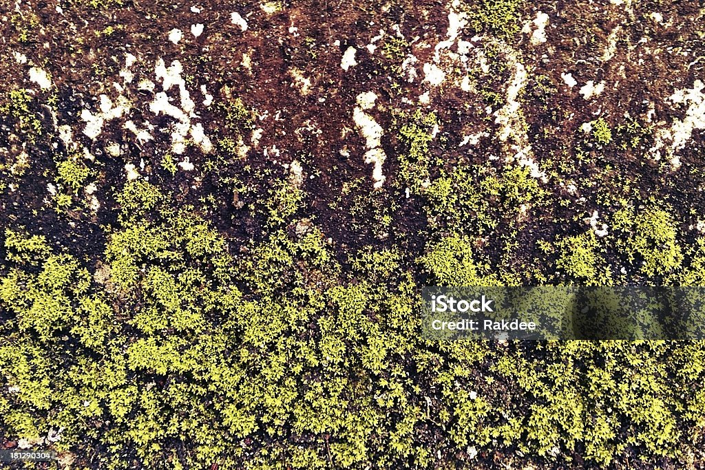 Зеленый мох текстурой - Стоковые фото Абстрактный роялти-фри