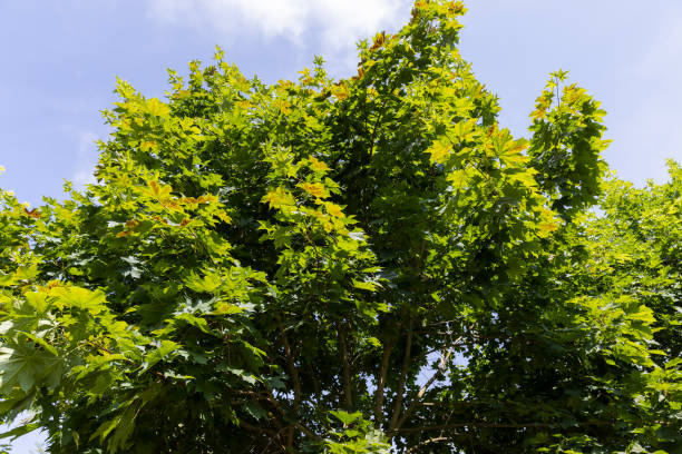 istock beautiful maple tree foliage with green foliage 1812903612