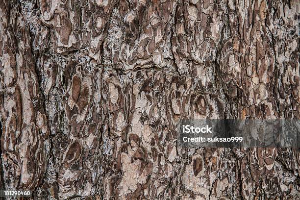 Albero Di Superficie - Fotografie stock e altre immagini di Albero - Albero, Ambiente, Astratto