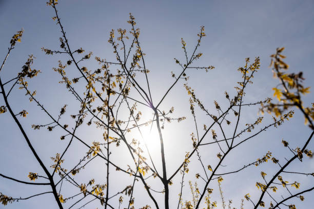 istock a flowering maple tree in the spring season, a spring park 1812904671