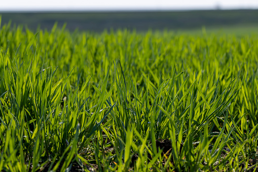 a new wheat crop in the spring season, new sprouts of green wheat in sunny weather