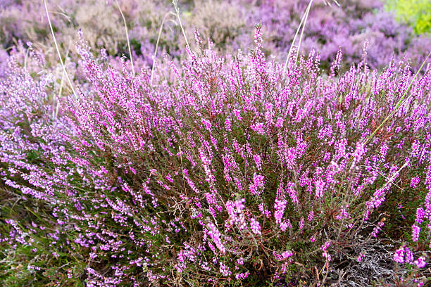 istock branches of a blossoming heather close up 181290975