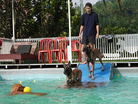 Dog trainer train dogs to swim and get balls stock photo