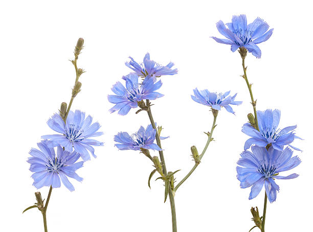chicory group of blue chicory on white background chicory stock pictures, royalty-free photos & images