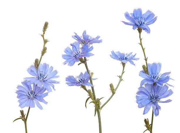 group of blue chicory on white background