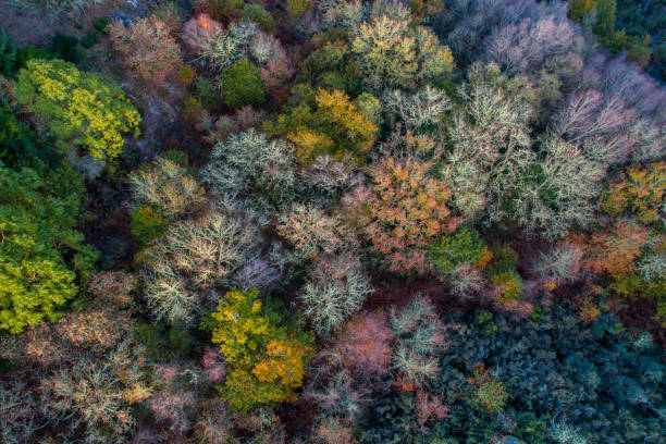 istock drone aerial view of an autumn deciduous forest 1812916247