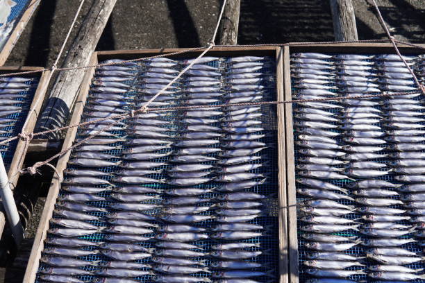 istock Many fish dried in the sun 1812919987
