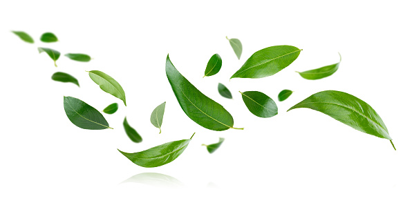 Set of flying green leaves isolated on white background.