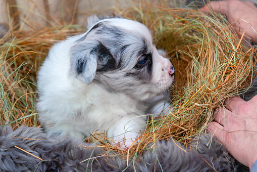 Small tricolor blue merle border collie puppy laying on breeder's hands against the background of hay