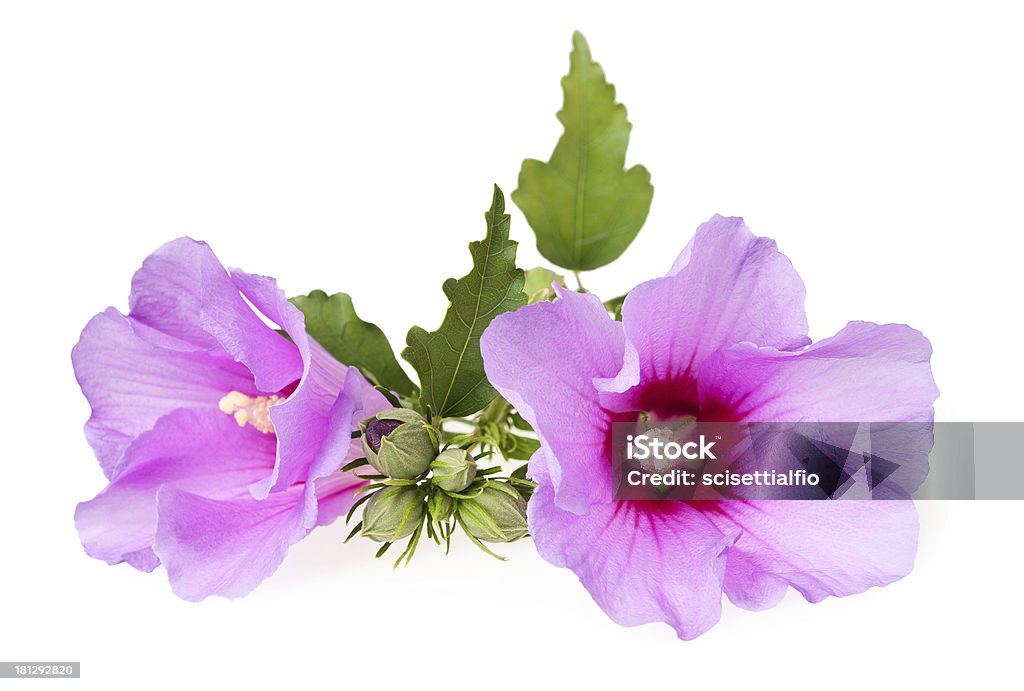 hibiscus - Lizenzfrei Baumblüte Stock-Foto