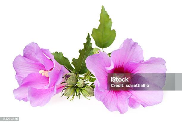 Hibiscus Stockfoto und mehr Bilder von Baumblüte - Baumblüte, Blatt - Pflanzenbestandteile, Blume