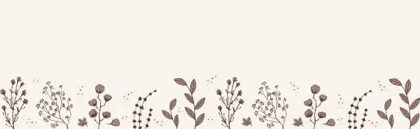 Vector illustration of Horizontal Border Dry Herbs. Natural medicine. Vector banner with branches twigs cotton in beige.