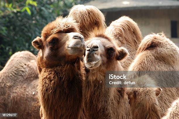 Ritratto Di Cammello Di Animale - Fotografie stock e altre immagini di Africa - Africa, Ambientazione esterna, Animale