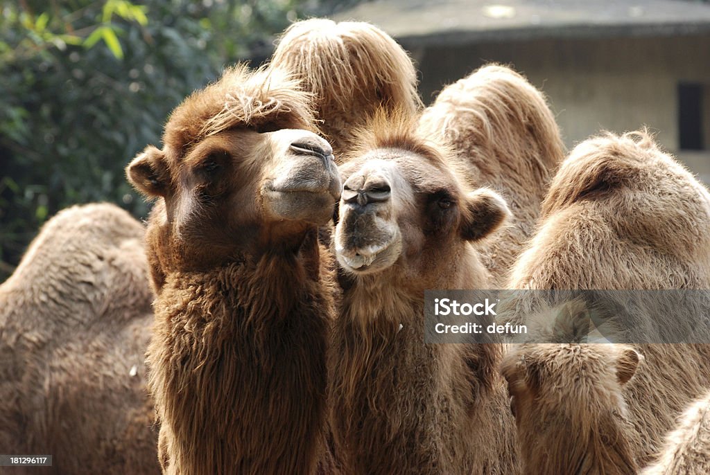 짐승 낙타 세로는 - 로열티 프리 갈색 스톡 사진