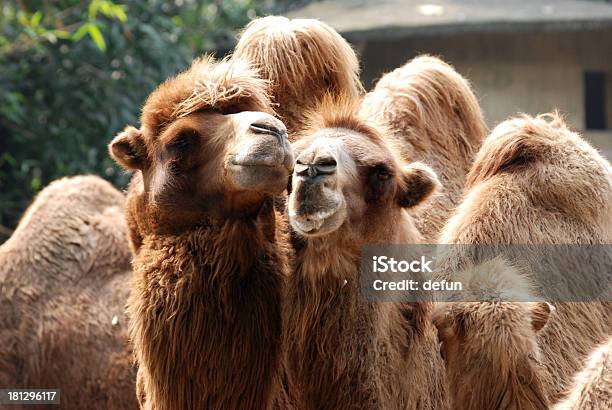 짐승 낙타 세로는 갈색에 대한 스톡 사진 및 기타 이미지 - 갈색, 건조 기후, 건조한