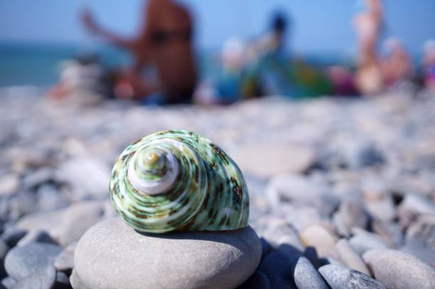 Beautiful green seashell on the seashore. Recreation and travel.