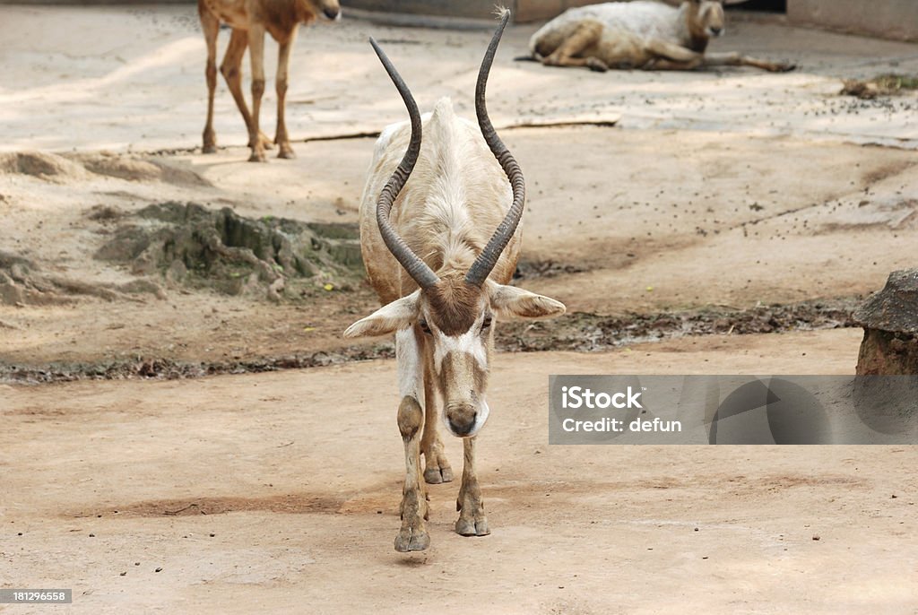 African animal oryx gemsbok African wild animal oryx gemsbok Africa Stock Photo