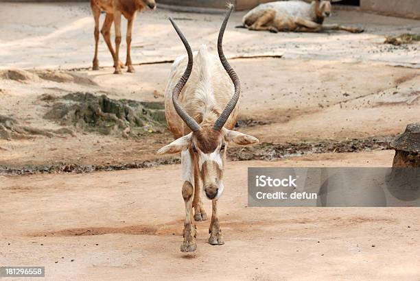 African Animal Oryx Gemsbok Stock Photo - Download Image Now - Africa, Animal, Animal Body Part
