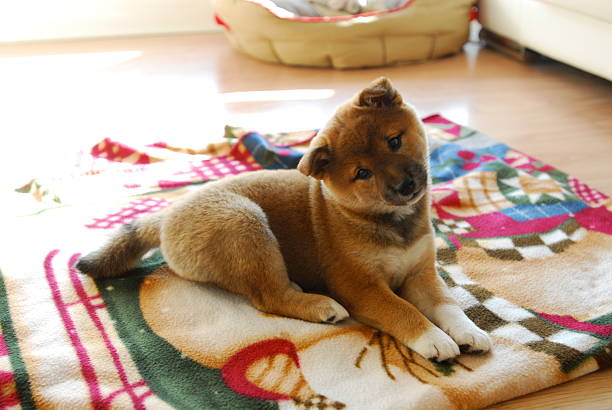 Shiba inu puppy stock photo