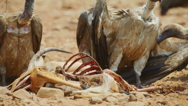 Vultures (Gyps africanus) fighting with each other for eating flesh