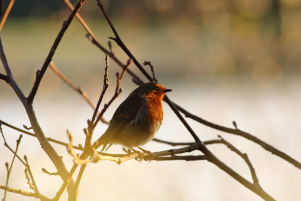 istock European robin - Erithacus rubecula within a branch of a tree 1812979893