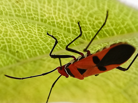Assassin bug with natural background Macro(Sycanus collaris)
