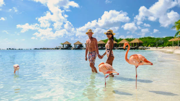 para mężczyzn i kobiet na plaży aruba z różowymi flamingami aruba island caribbean. - aruba honeymoon tourist resort vacations zdjęcia i obrazy z banku zdjęć