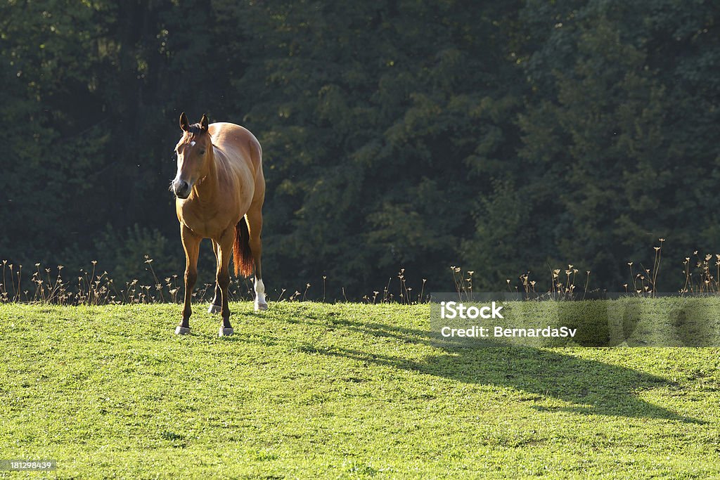 Pferd bei Sonnenuntergang - Lizenzfrei Abenddämmerung Stock-Foto