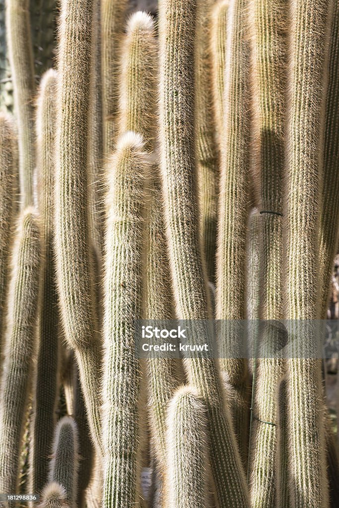 Primer plano de muchos grandes cactuses en un jardín botánico. - Foto de stock de Afilado libre de derechos