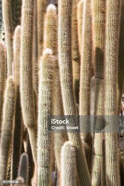 Primo Piano Di Molti Grandi Cactuses In Un Giardino Botanico - Fotografie stock e altre immagini di Affilato