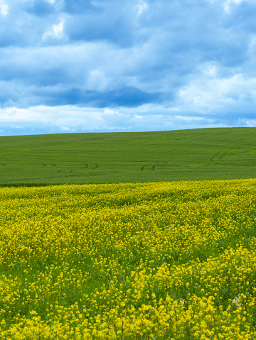 Amazing view of yellow rapeseed fields during spring season. Agricultural fields with green and yellow colors. Dark sky due to thunderstorm. Bad weather. Contrast between sky and earth. Dramatic sky