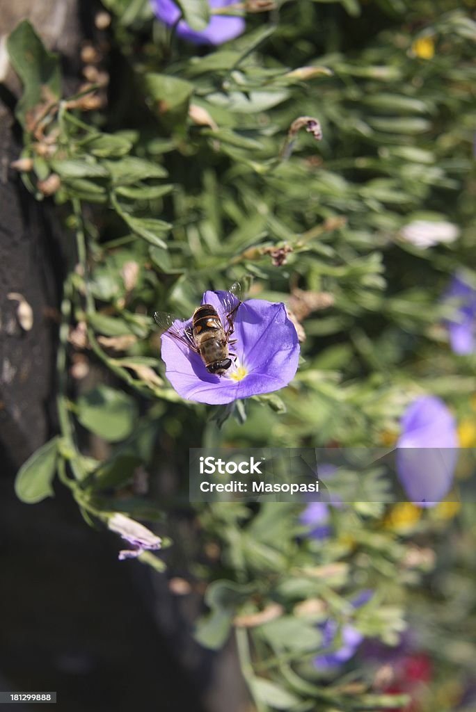 bee a bee on a violet flower Animal Stock Photo