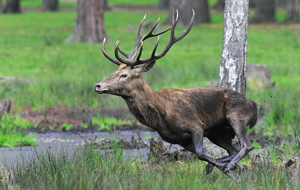 istock Red deer. Autumn. Roar. Running. 181300141