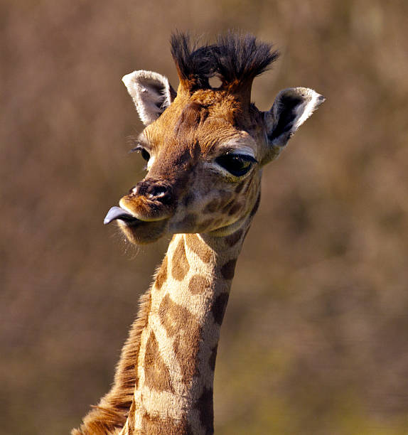 Baby giraffe stock photo