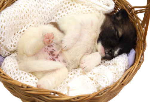 little puppy dog sleeping in basket