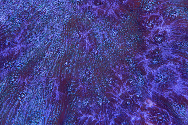 Purple chalice coral stock photo