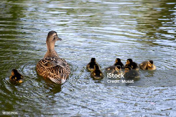 Photo libre de droit de Canard Et Canard banque d'images et plus d'images libres de droit de Animal femelle - Animal femelle, Canard - Oiseau aquatique, Canard colvert