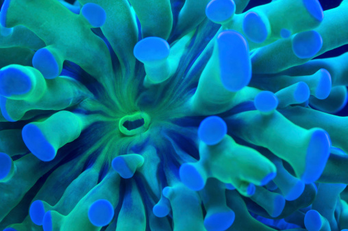 This is a macro of a branching torch coral.