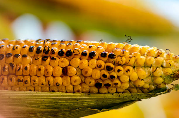 로스티드 콘 cob - corn on the cob macro corn crop freshness 뉴스 사진 이미지