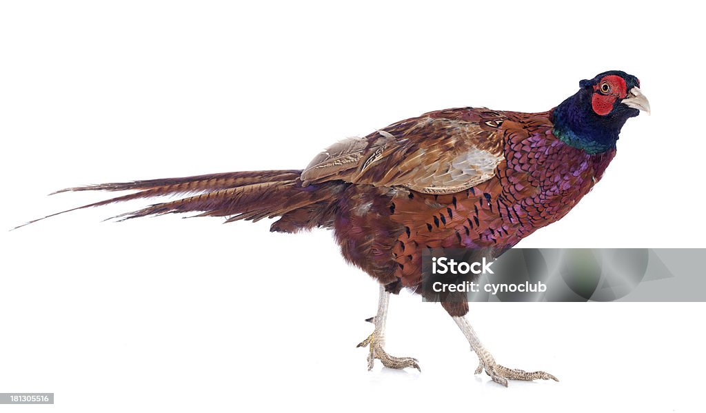 Male European Common Pheasant Male European Common Pheasant, Phasianus colchicus, in front of white background Pheasant - Bird Stock Photo