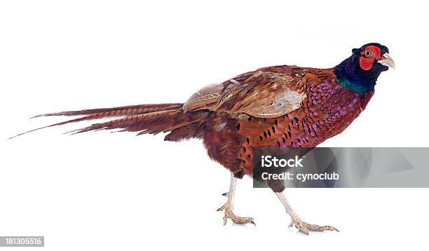 Male European Common Pheasant Stock Photo - Download Image Now - Pheasant - Bird, Pheasant Meat, White Background