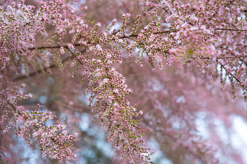Tamarix Flowers, Pink Tamarisk Closeup, Flowering Tree Salt Cedar Tree, Taray Macro Photo, Blurred Background, Selective Focus (Tamarix Tetrandra)