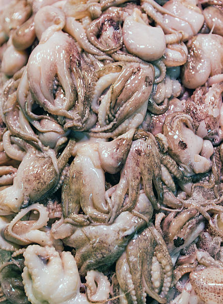 octopus - sea food